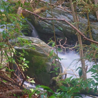 Brooke Waimarama Sanctuary hikes