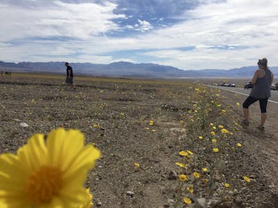 Photographing the Super Bloom 2016