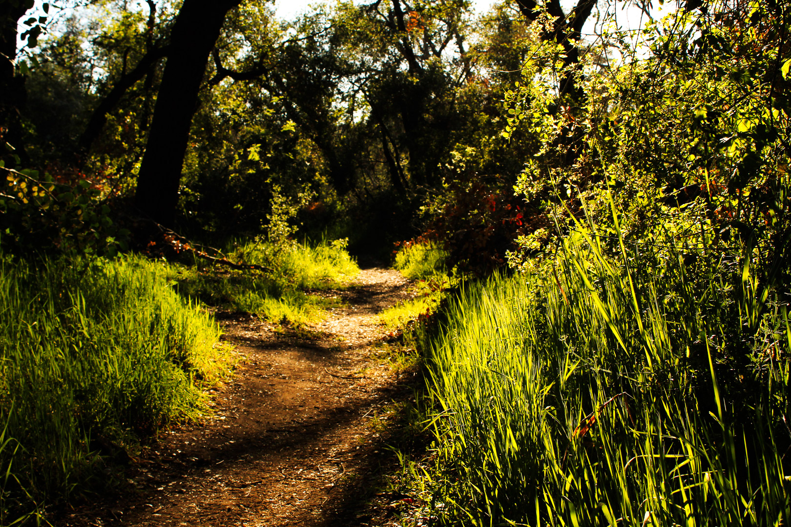Hike Bear Canyon Trail to Sitton Peak