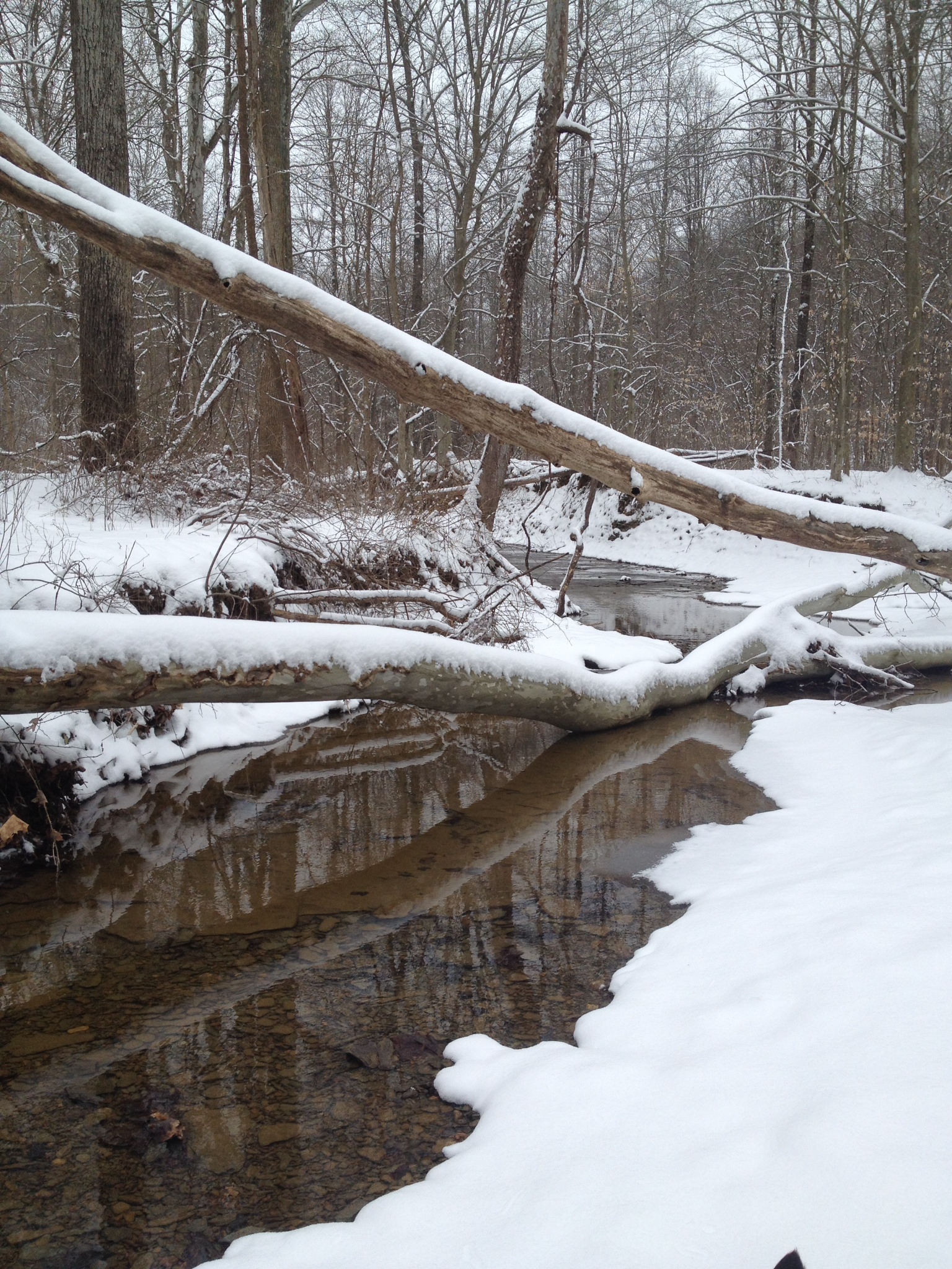 Hike Scarlet Oak Woods 