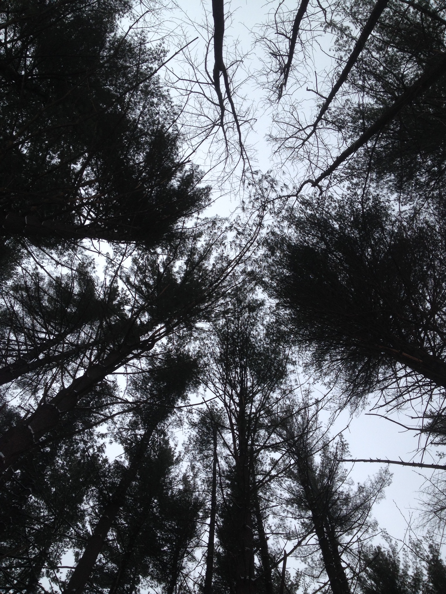 Hike Scarlet Oak Woods 