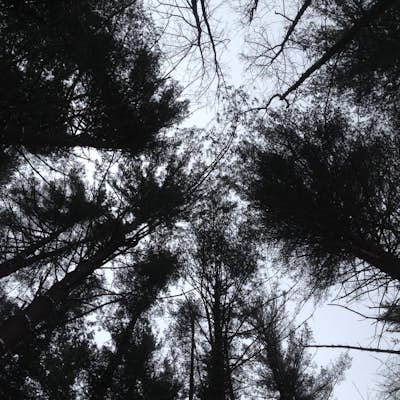 Hike Scarlet Oak Woods 