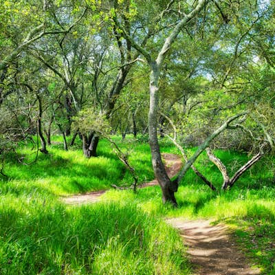 Hike through the Effie Yeaw Nature Preserve