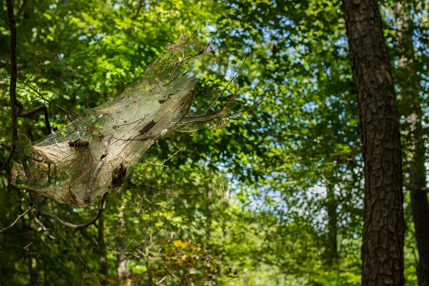 Hike and Swim at Red Top Mountain