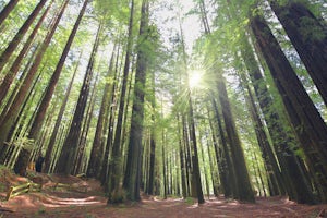 Hike the Humboldt Redwoods River Trail 