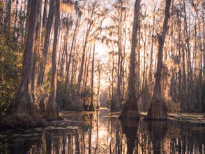 Camp at Stephen C. Foster State Park