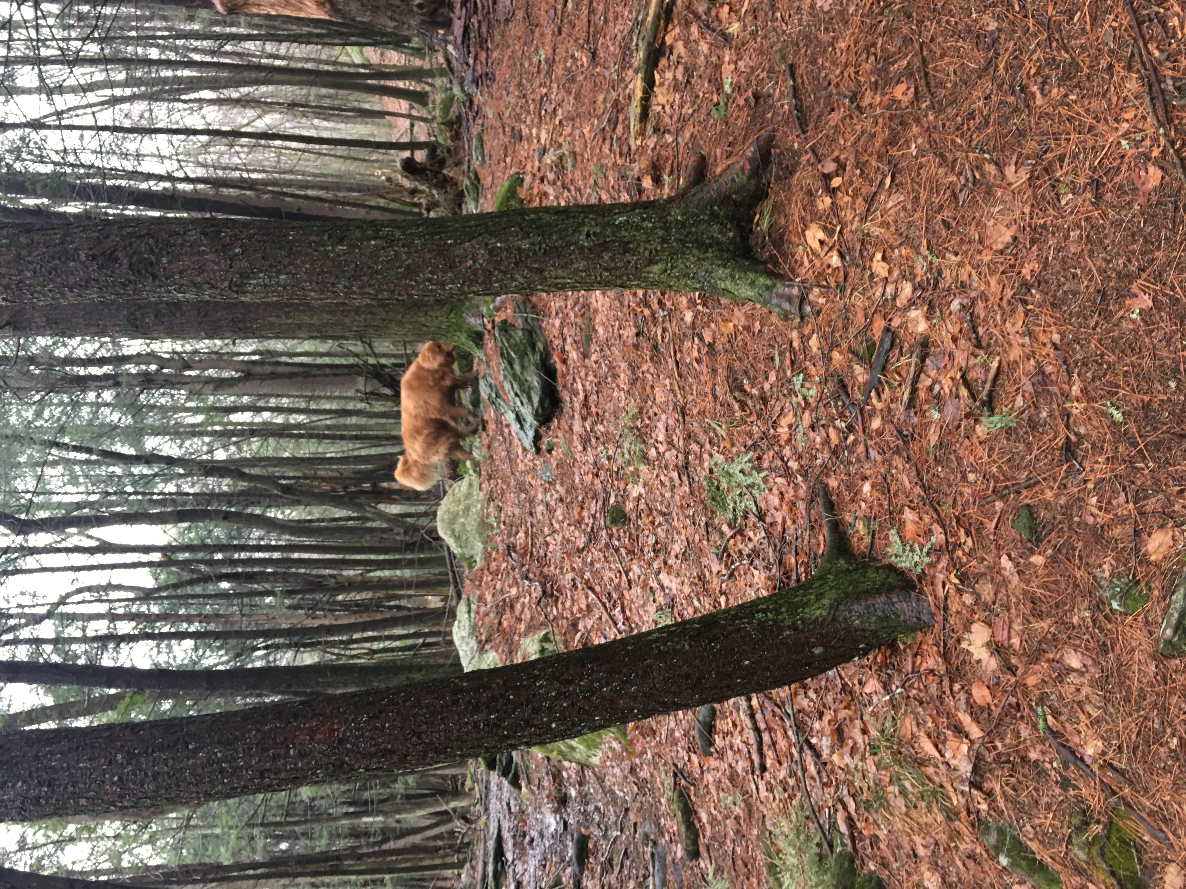 Hike Baileys Ravine at Ayer's Gap Preserve