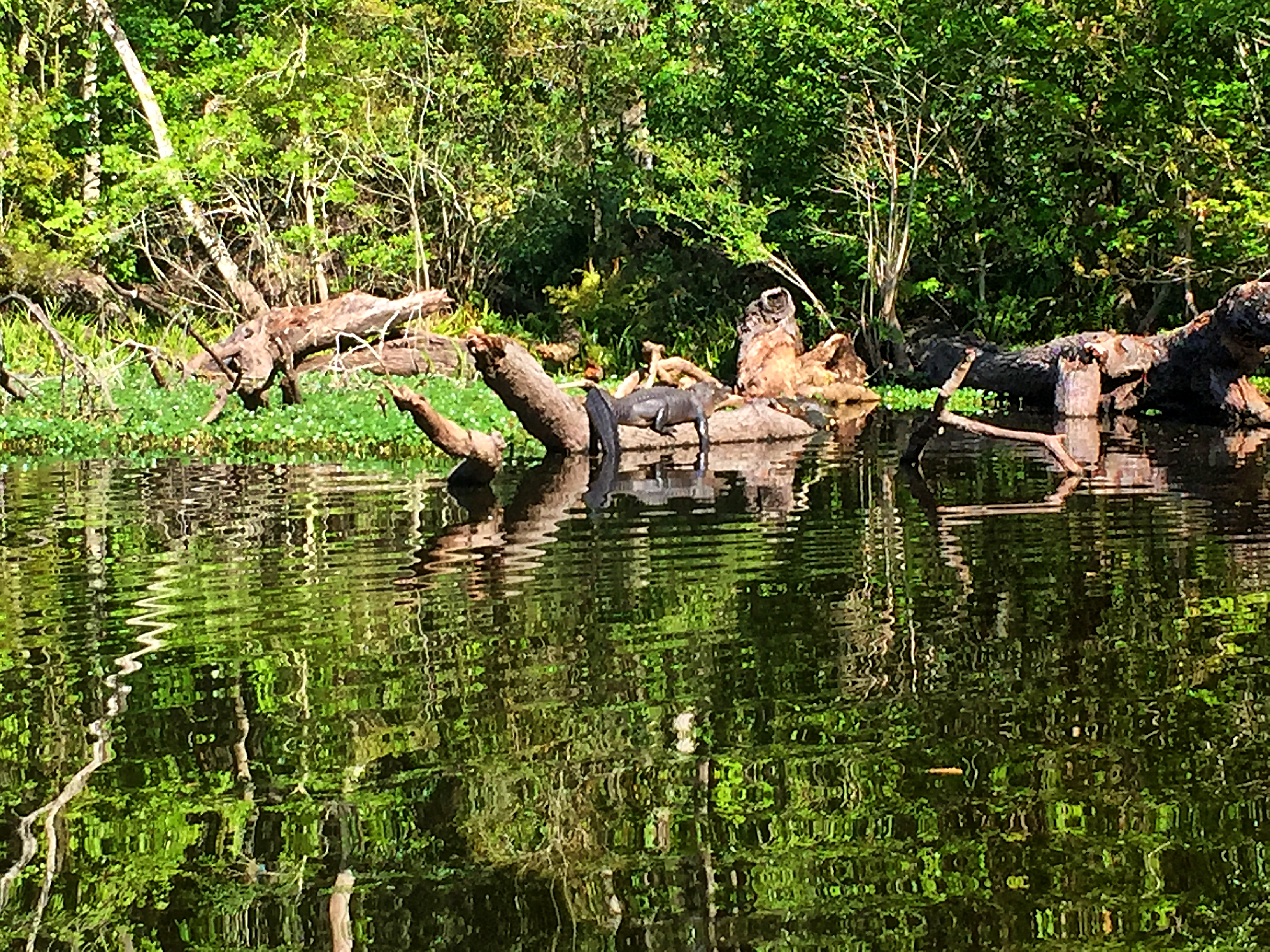 What to Do Year Round in Groveland Florida: Top 10 Activities