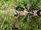 Paddle the Hillsborough River Wilderness Preserve