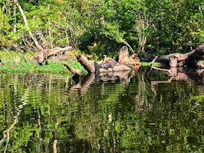 Paddle the Hillsborough River Wilderness Preserve