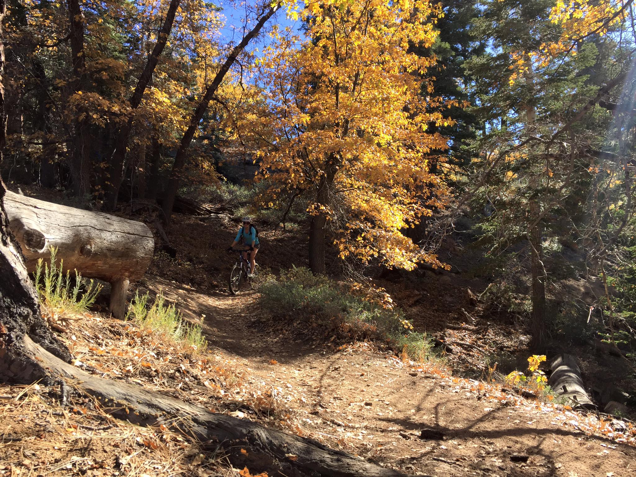 Knickerbocker Road & Pine Knot Trail