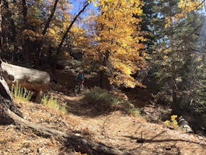 Mountain Bike Pine Knot Trail in Big Bear