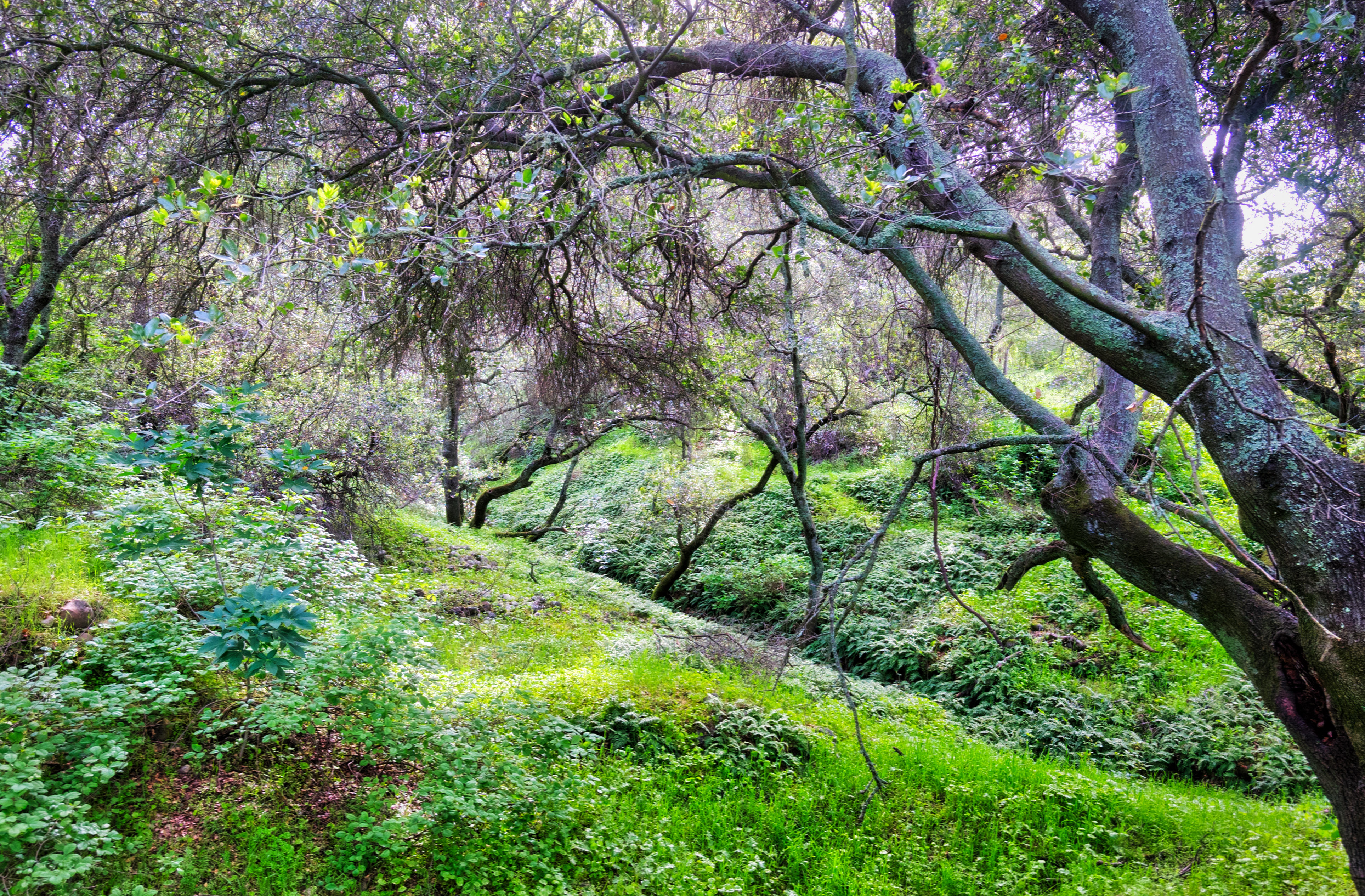 Hike the American River Parkway: Fair Oaks Bridge to Hazel Ave.   