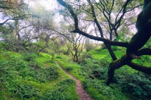 Hike the American River Parkway: Fair Oaks Bridge to Hazel Ave.   