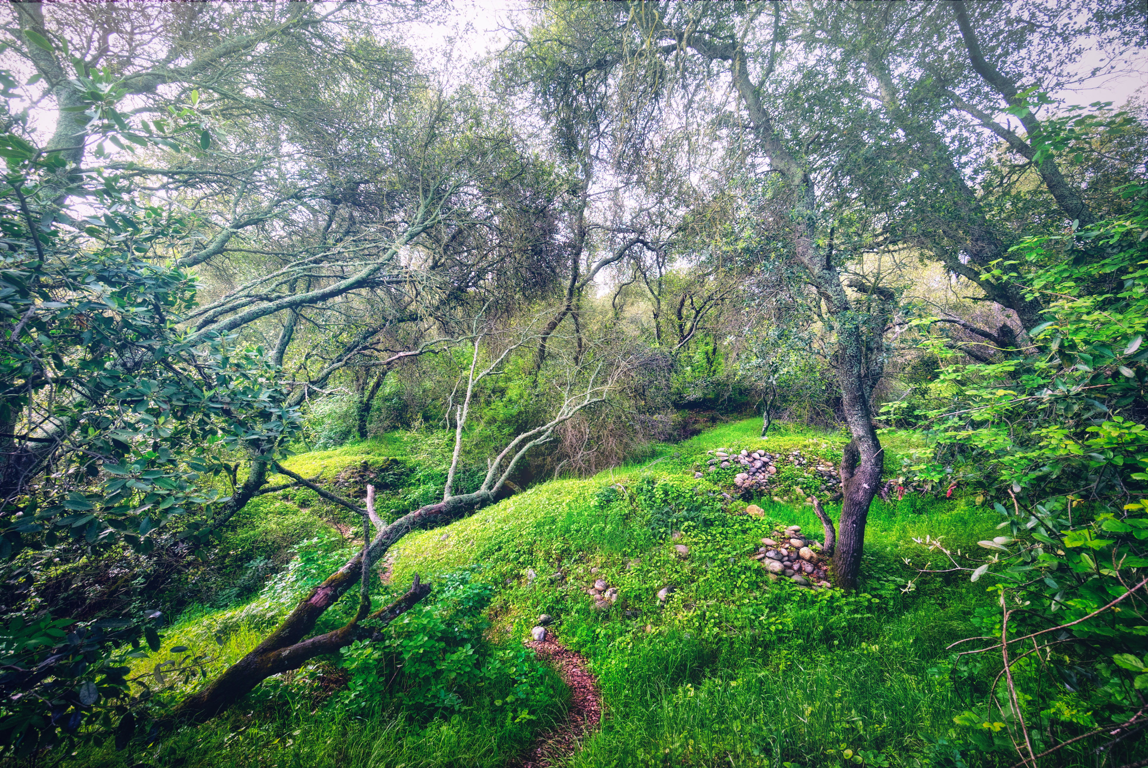 Hike the American River Parkway: Fair Oaks Bridge to Hazel Ave.   