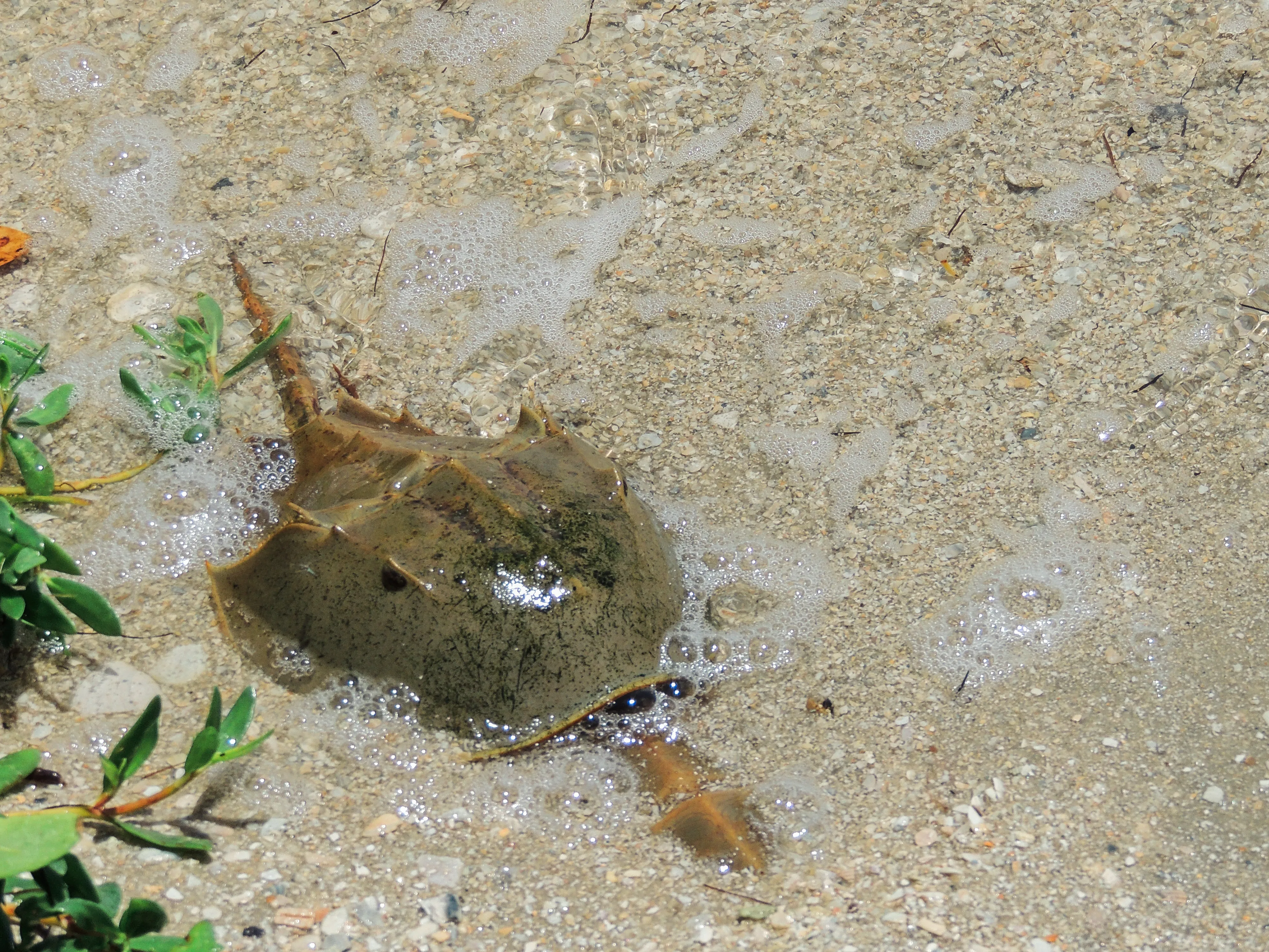 Hike the Turtle Mound Trail
