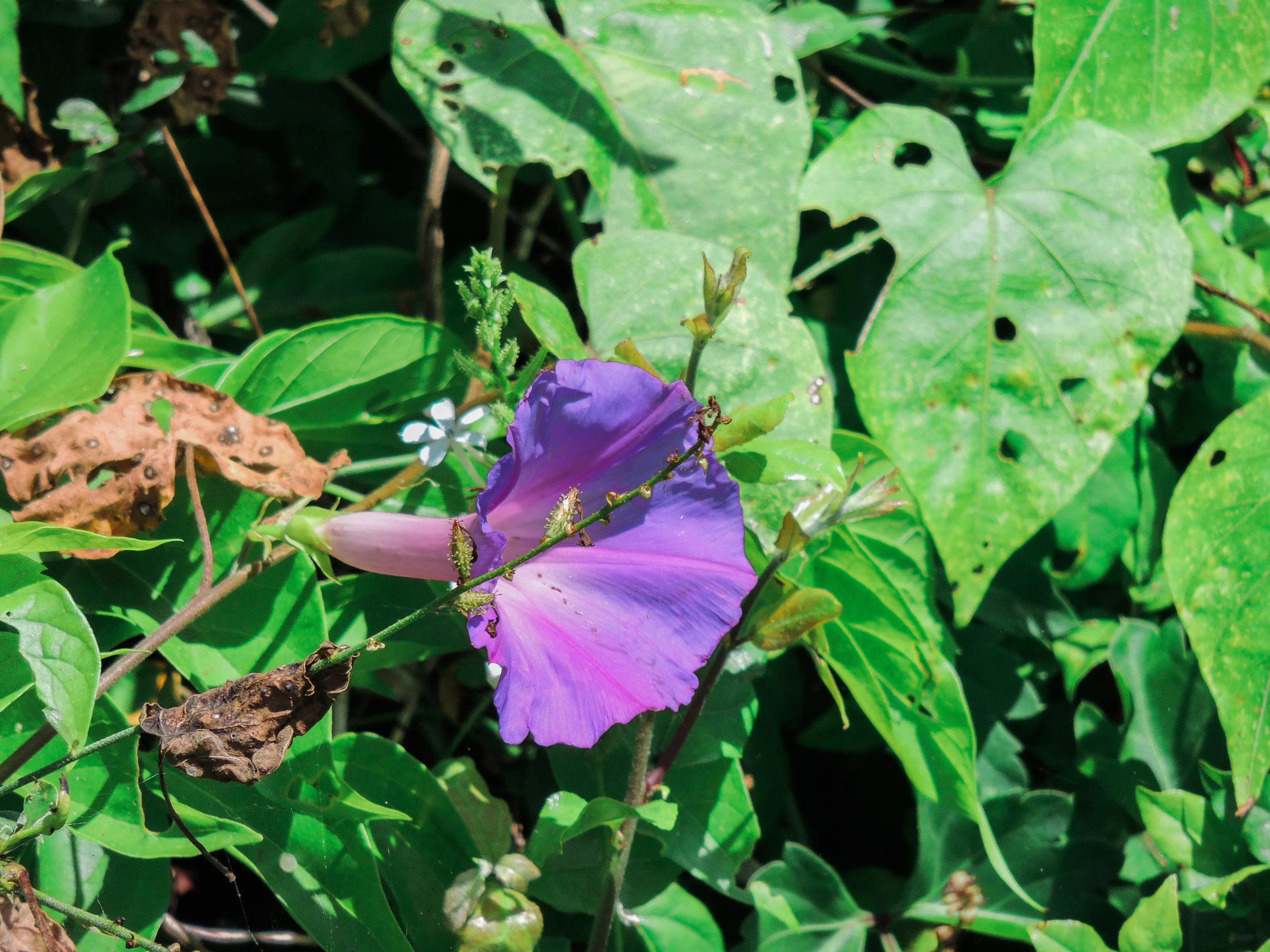 Hike the Turtle Mound Trail