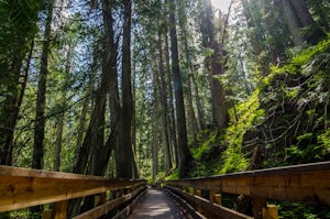 Hike the Ancient Forest Trail