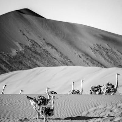 Hike and Photograph the African Desert at Sossusvlei, Namibia