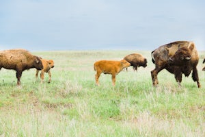 Photograph the Tallgrass Prairie Preserve