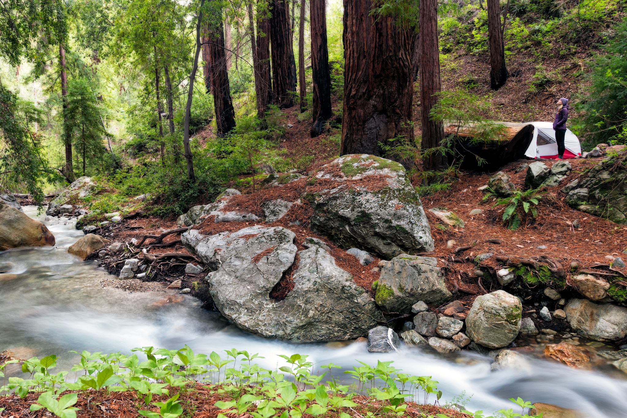 Pine Ridge, North Coast Ridge Loop