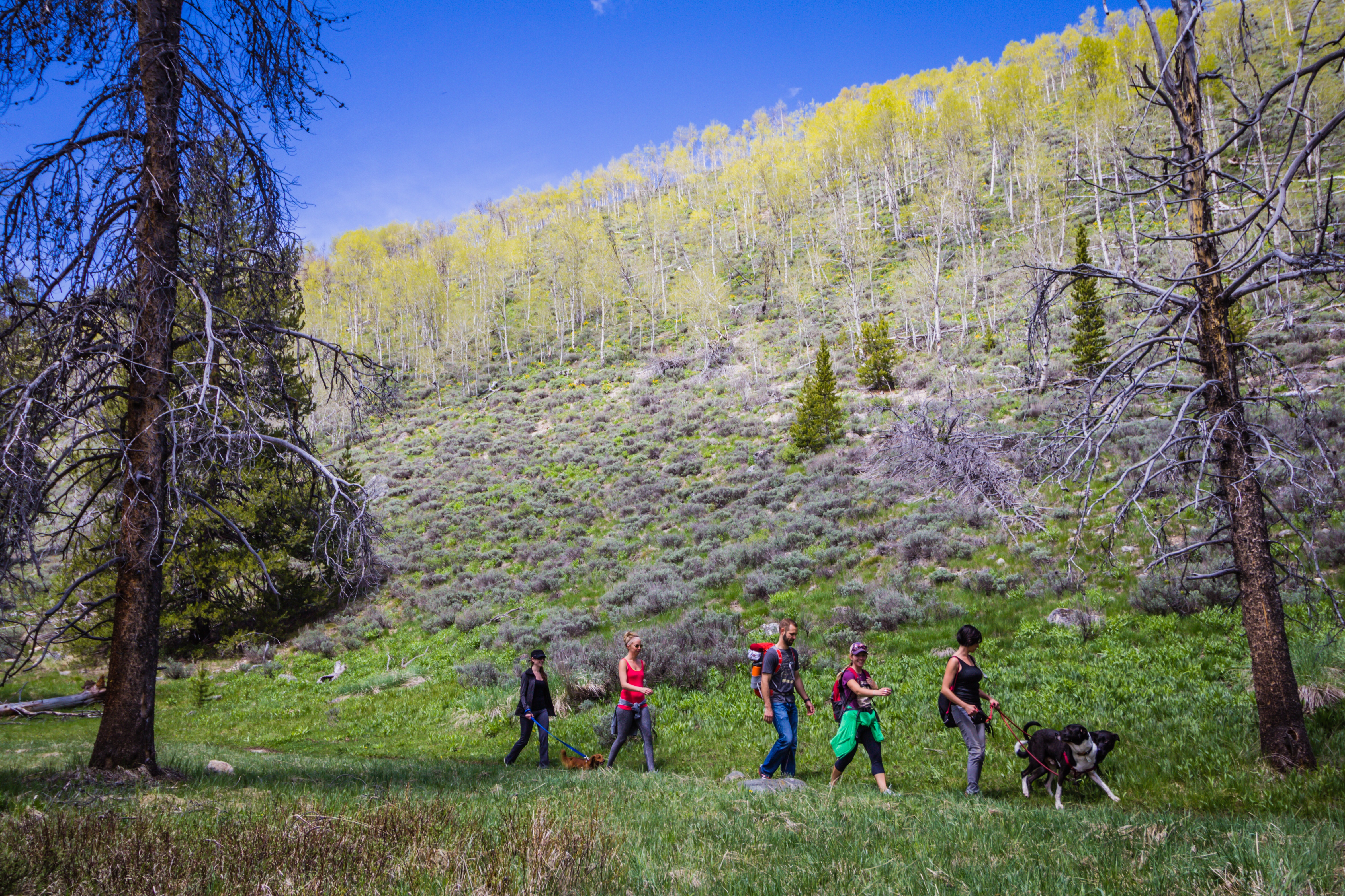 Fishhook Creek Trail