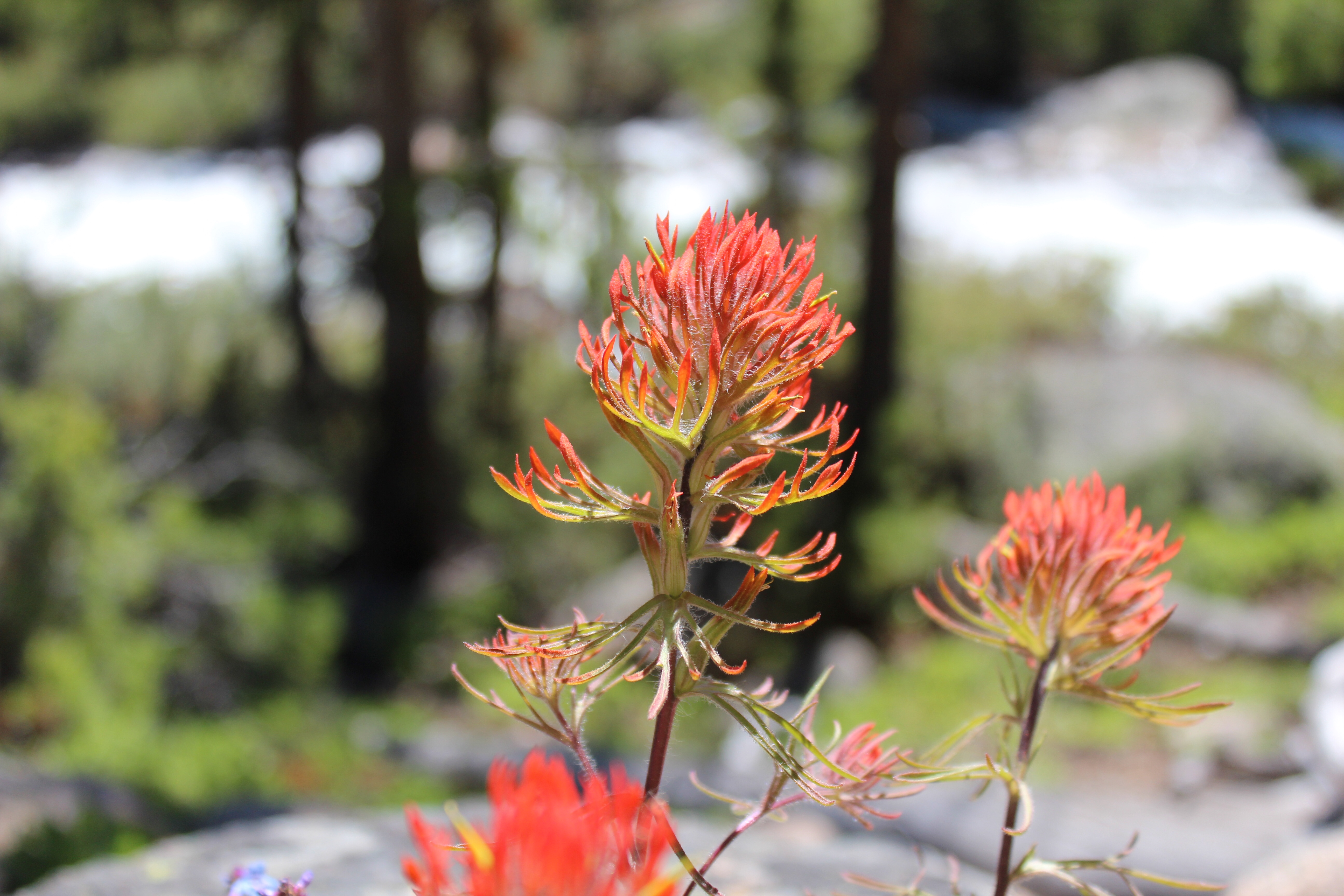 Fishhook Creek Trail