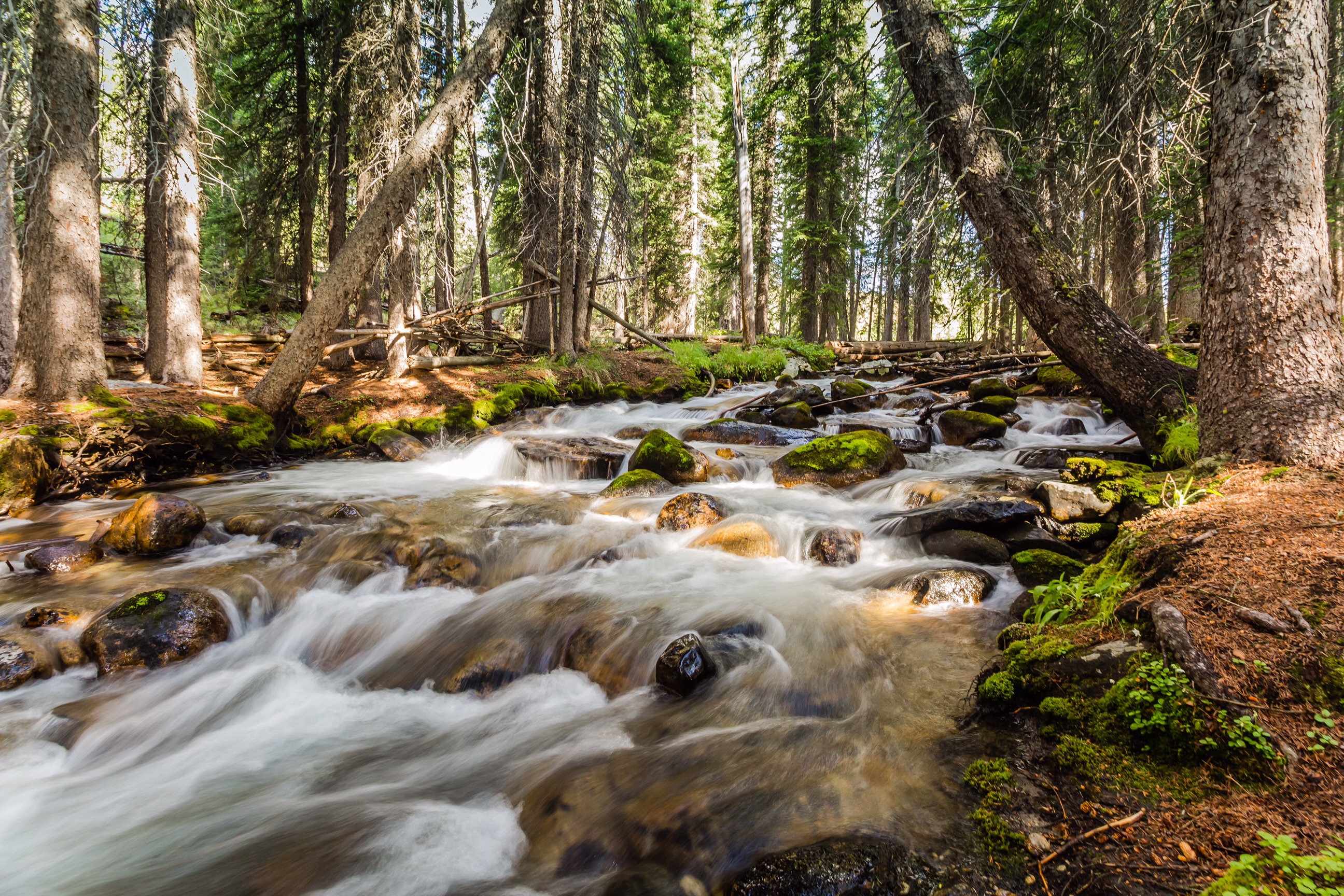 Fishhook Creek Trail