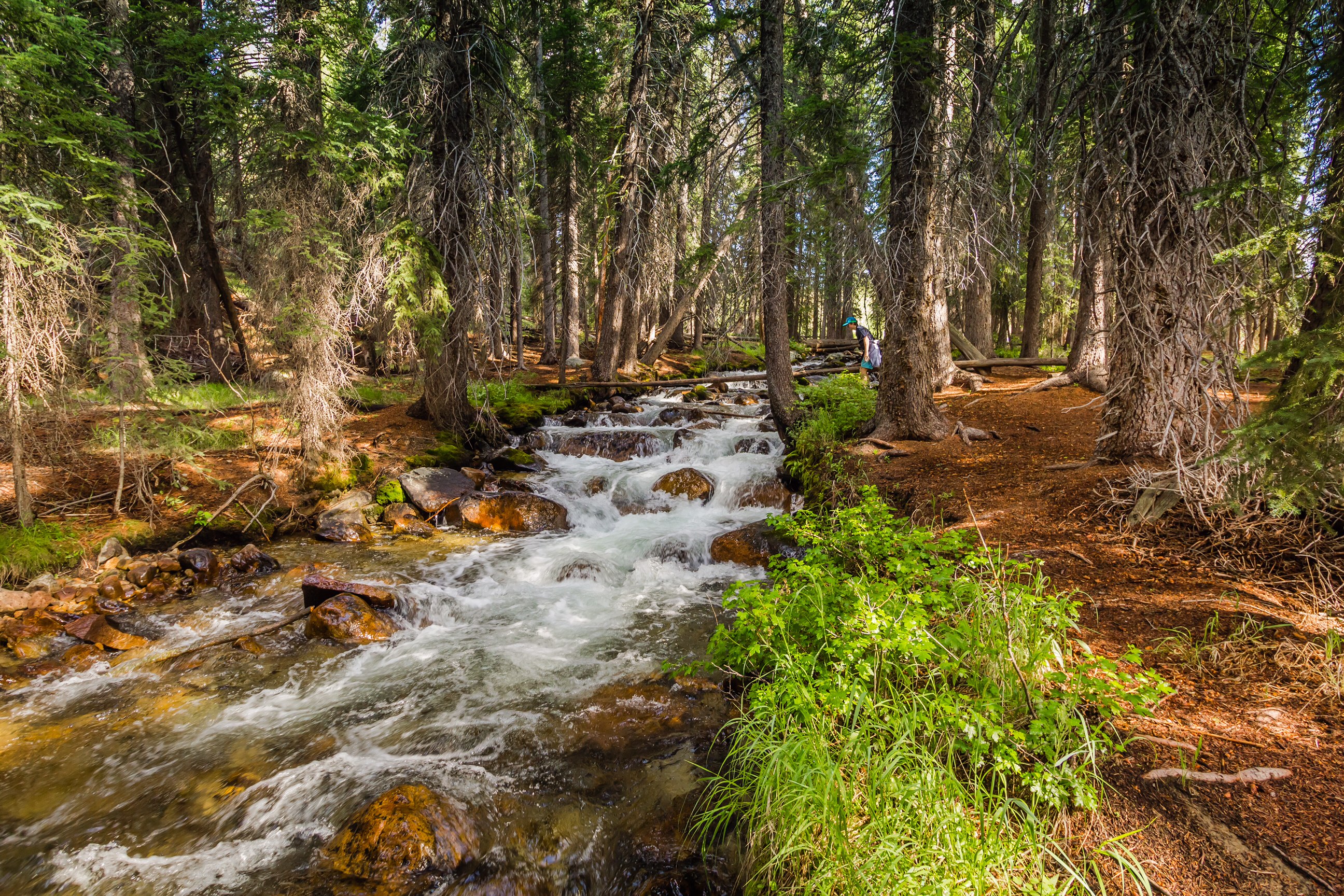 Fishhook Creek Trail