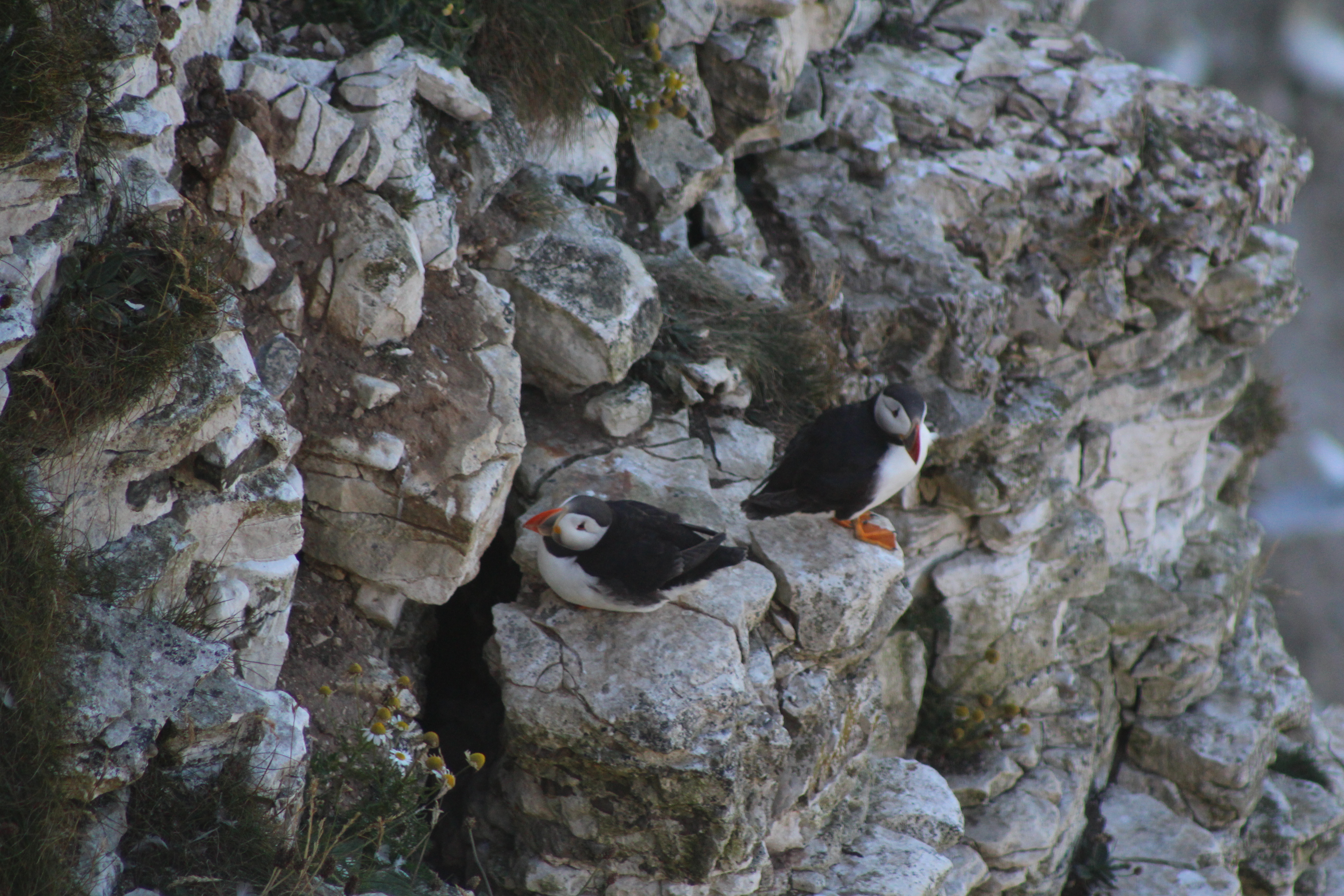 Explore the RSPB Bempton Cliffs