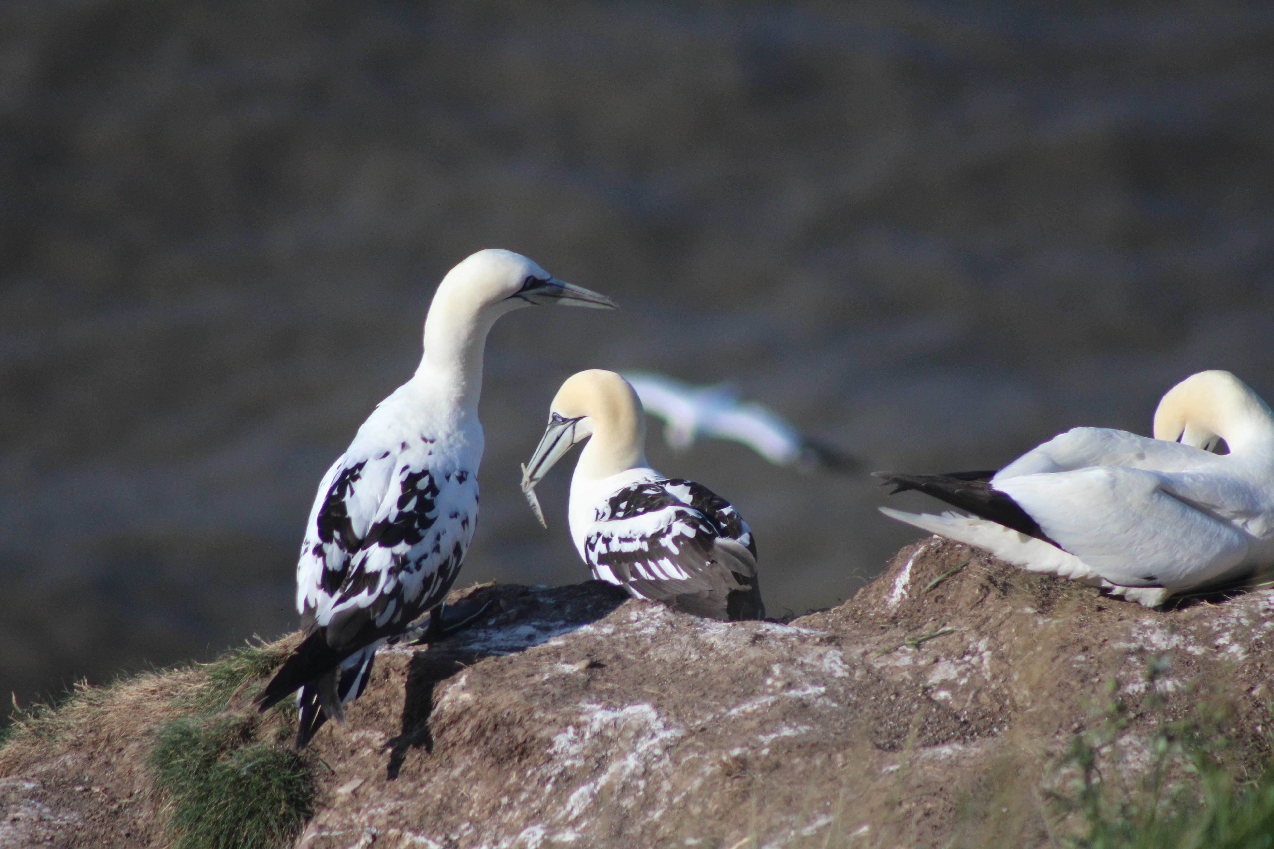 Explore the RSPB Bempton Cliffs