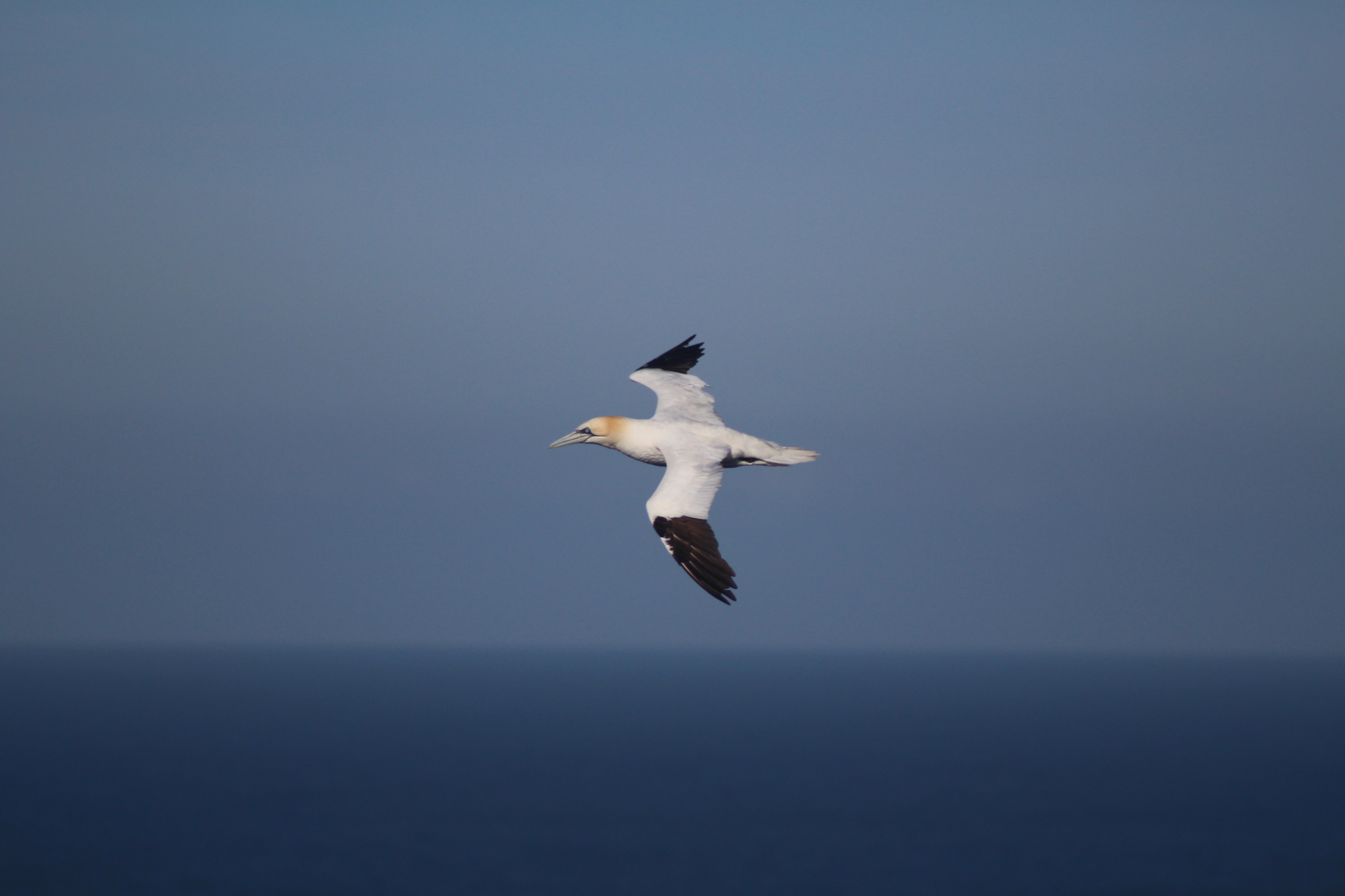 Explore the RSPB Bempton Cliffs