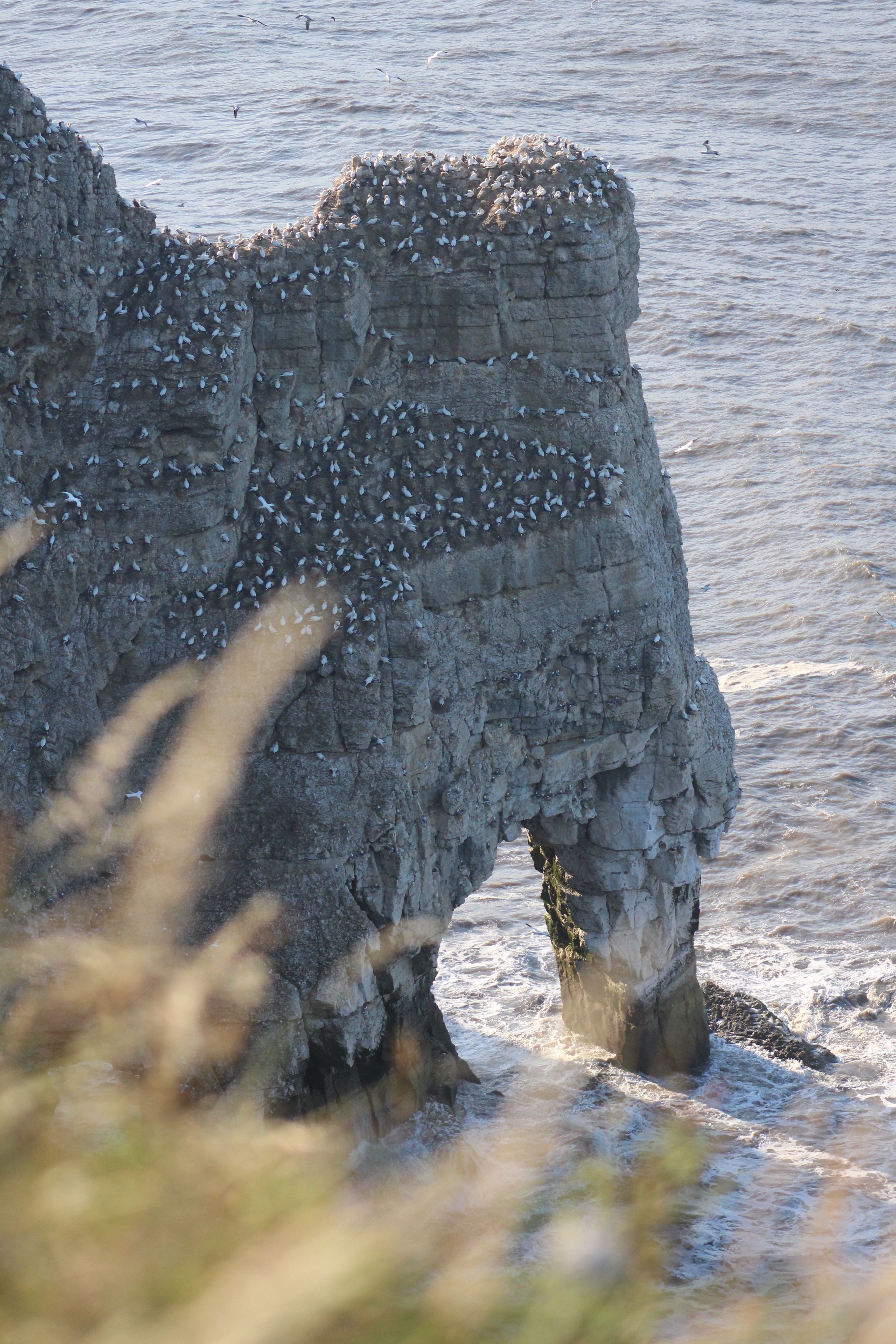 Explore the RSPB Bempton Cliffs