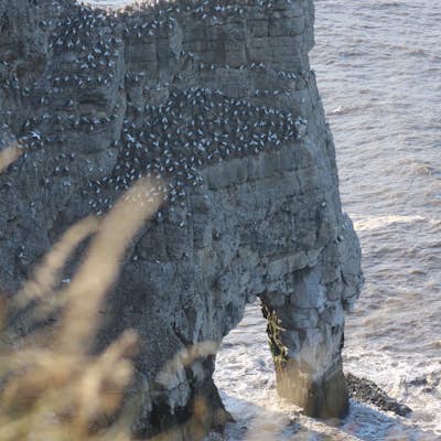 Explore the RSPB Bempton Cliffs