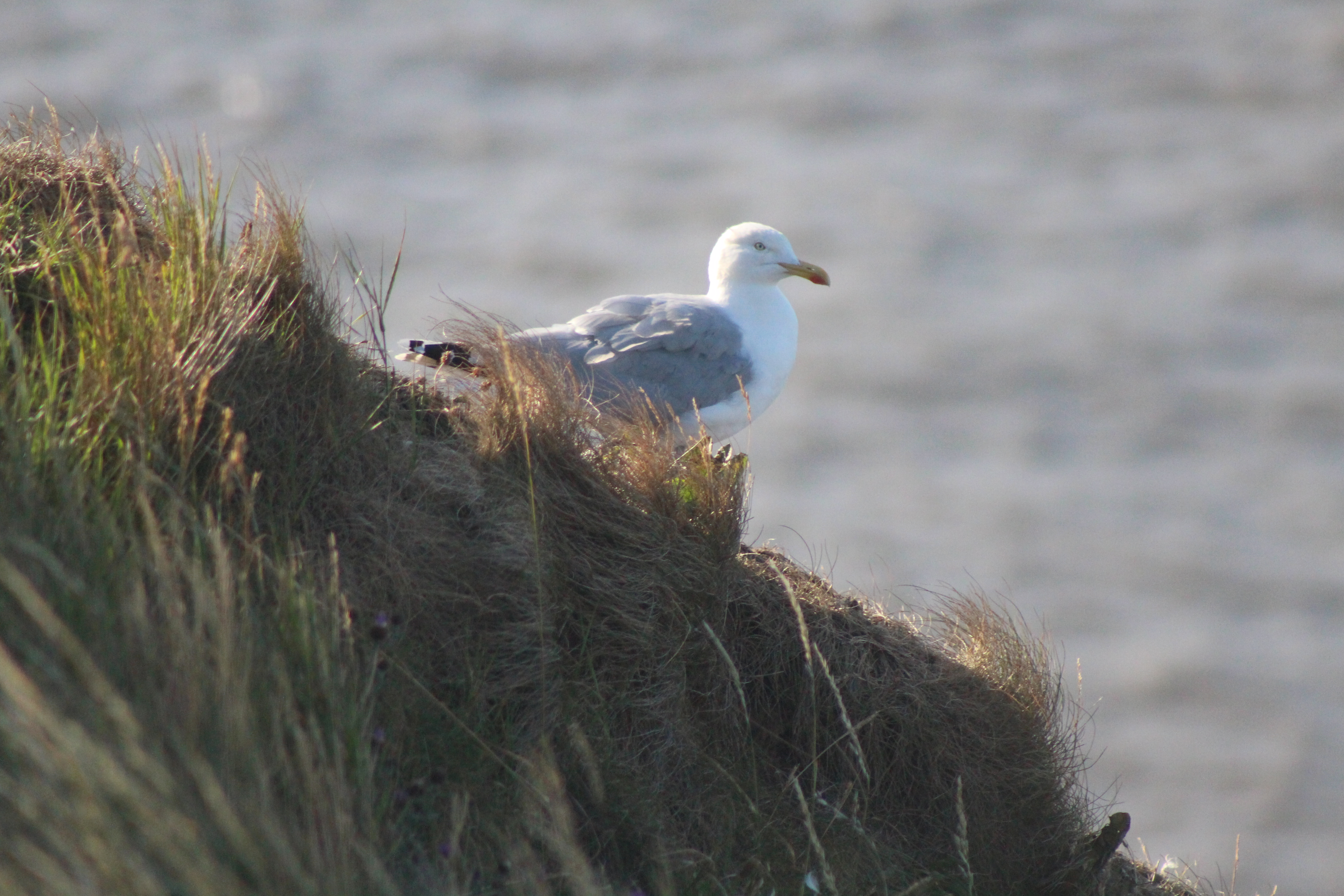 Explore the RSPB Bempton Cliffs