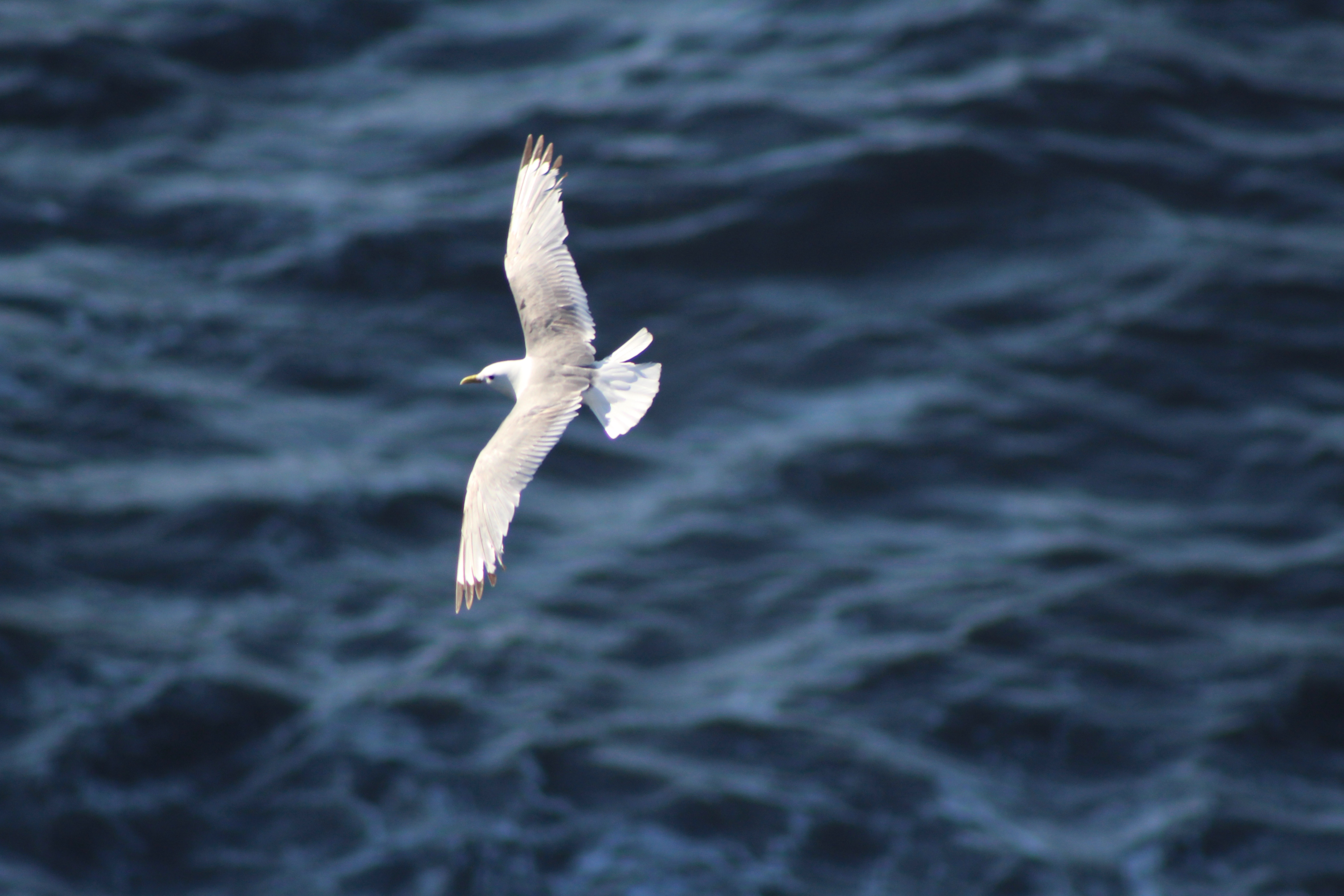 Explore the RSPB Bempton Cliffs