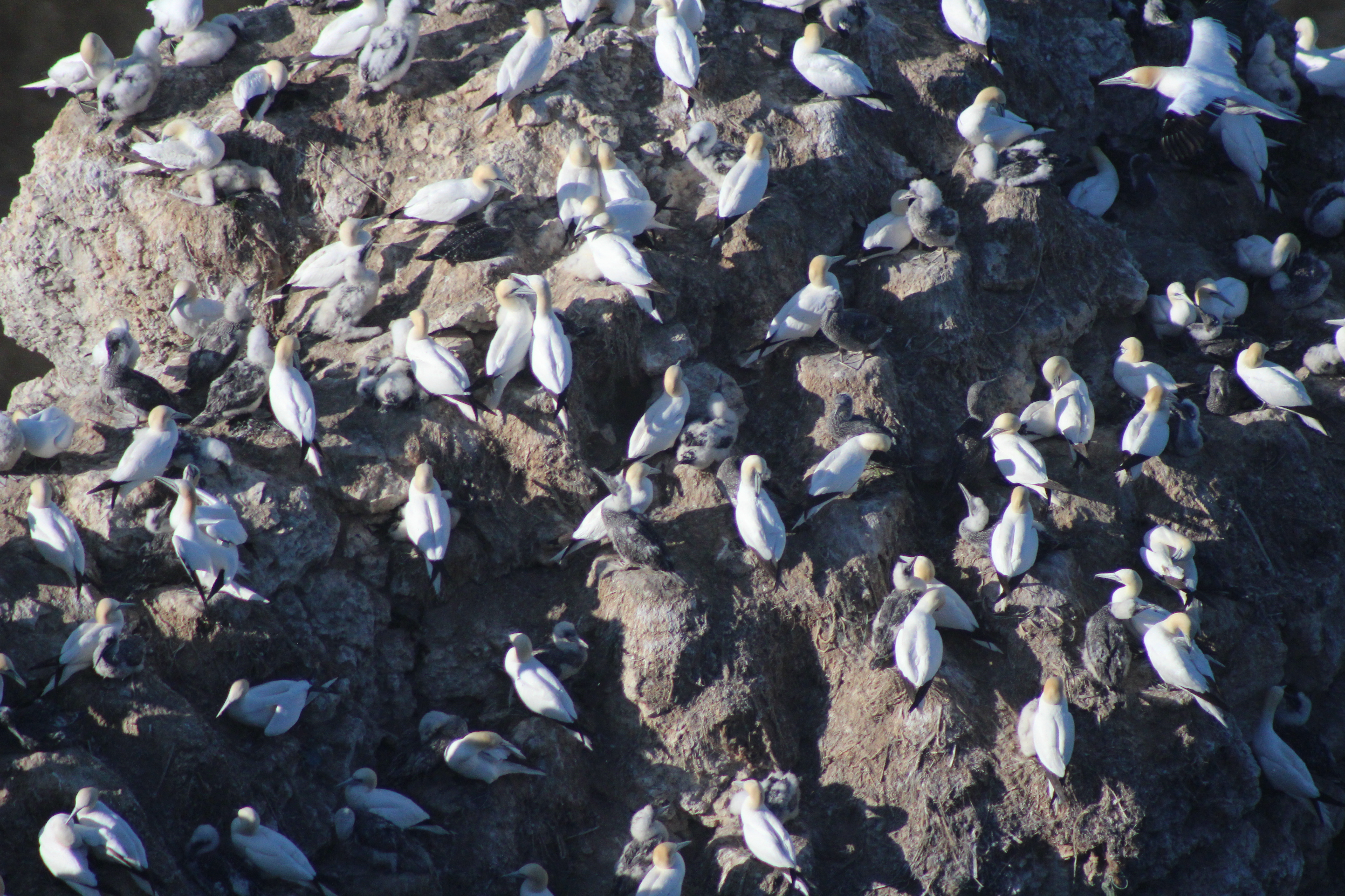Explore the RSPB Bempton Cliffs