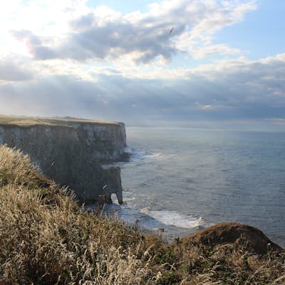 Explore the RSPB Bempton Cliffs