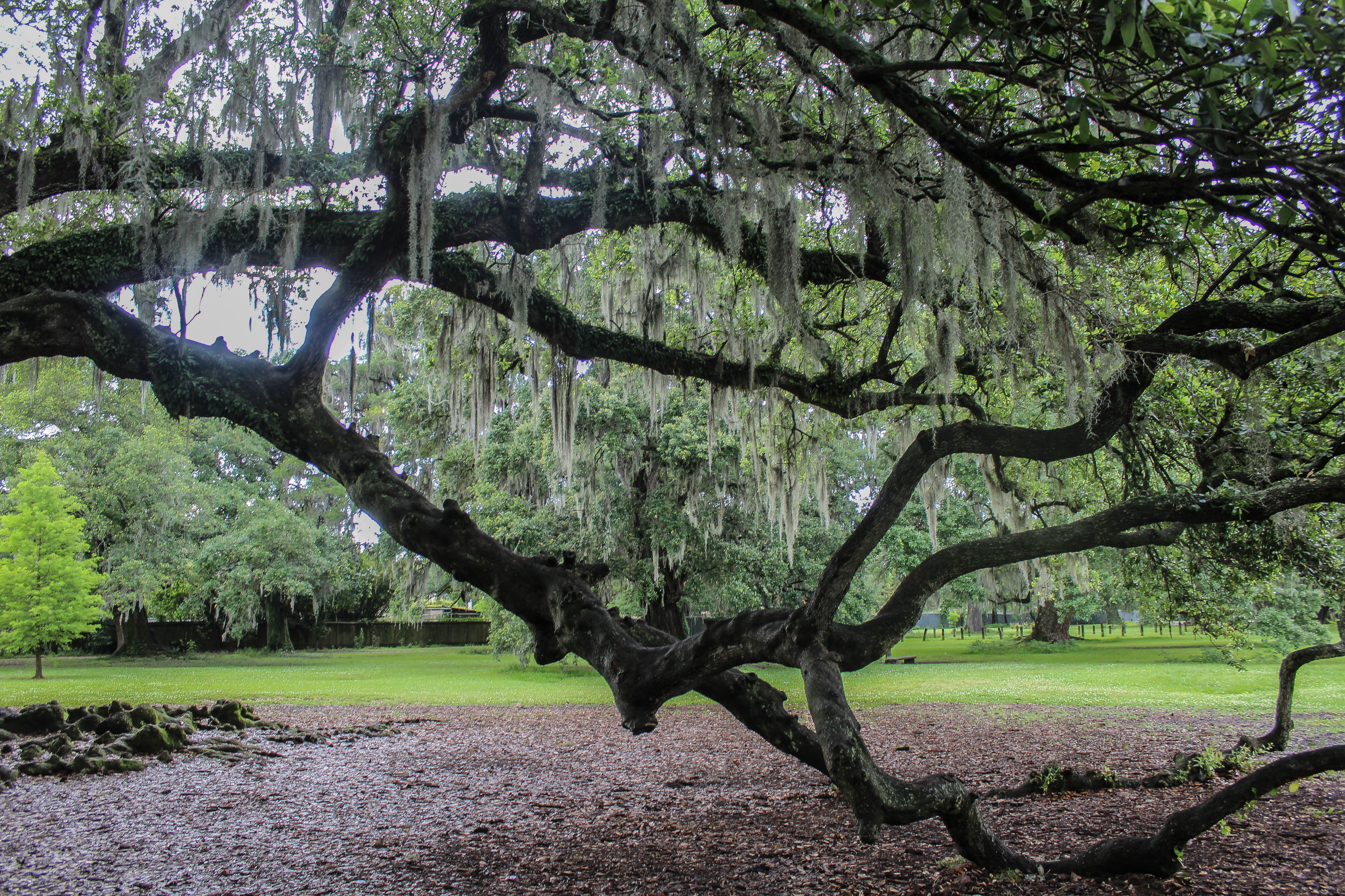 Photograph the Tree of Life In Audubon Park