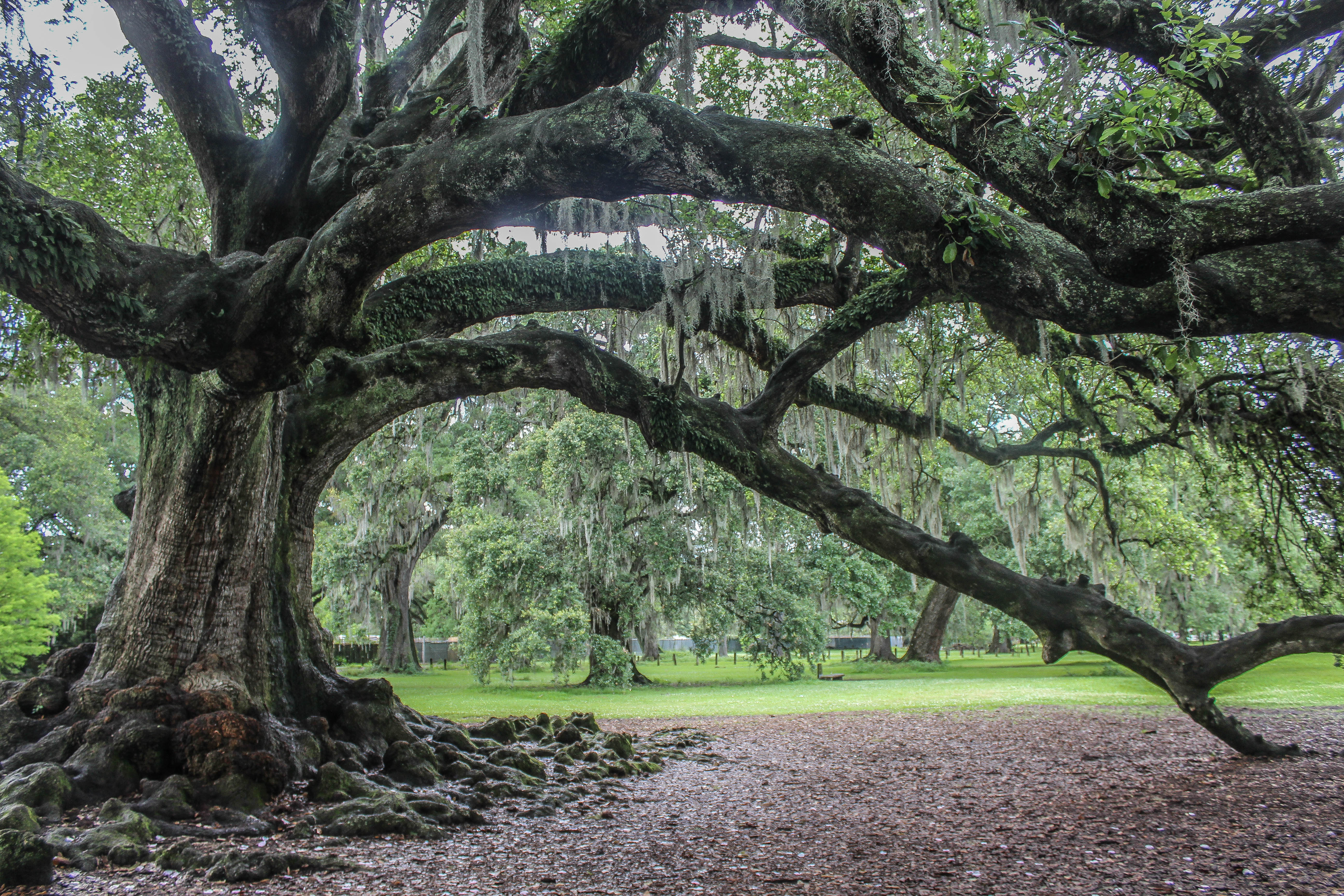 Photograph the Tree of Life In Audubon Park