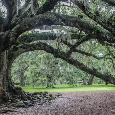 Photograph the Tree of Life In Audubon Park