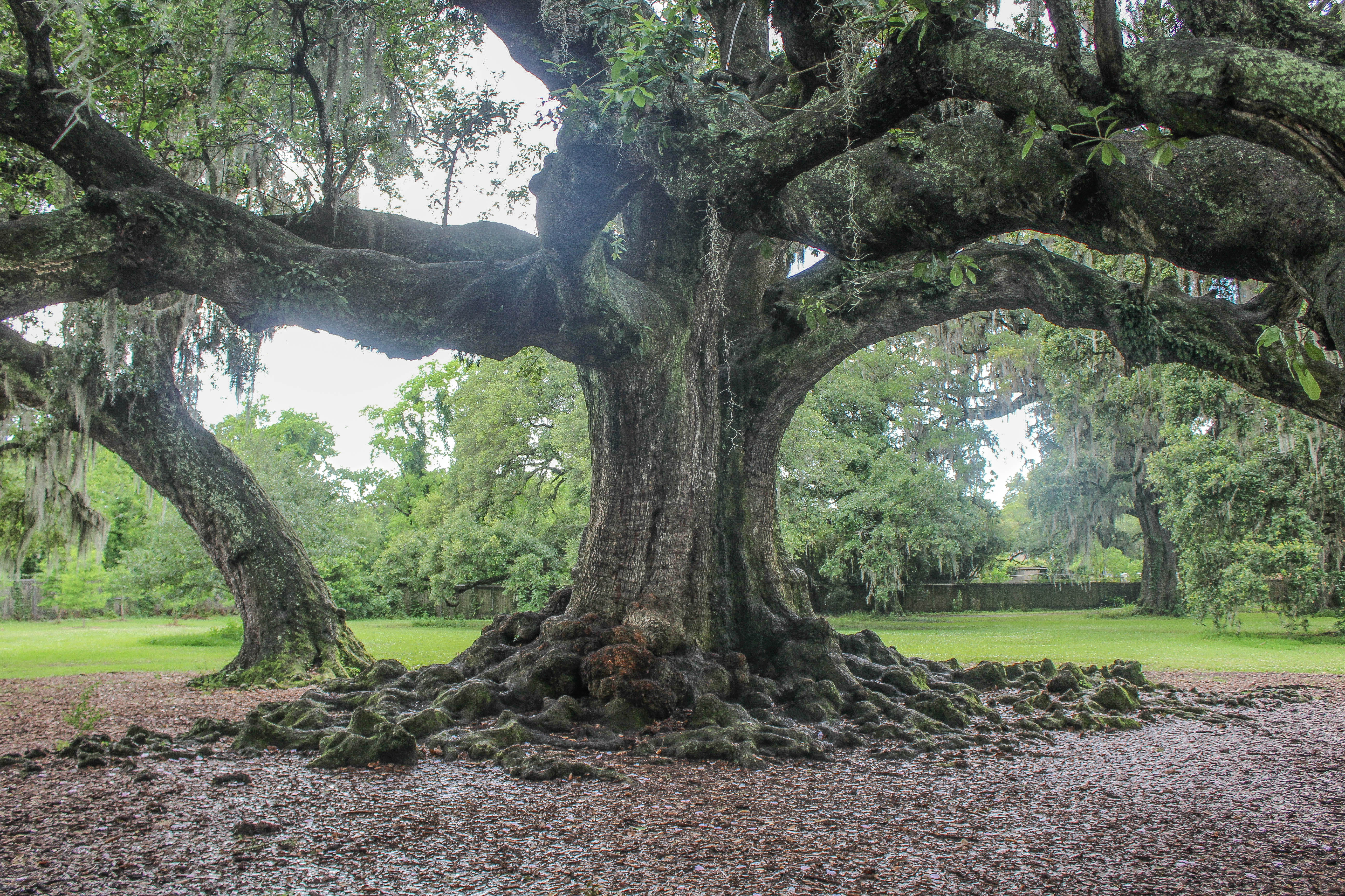 Photograph the Tree of Life In Audubon Park
