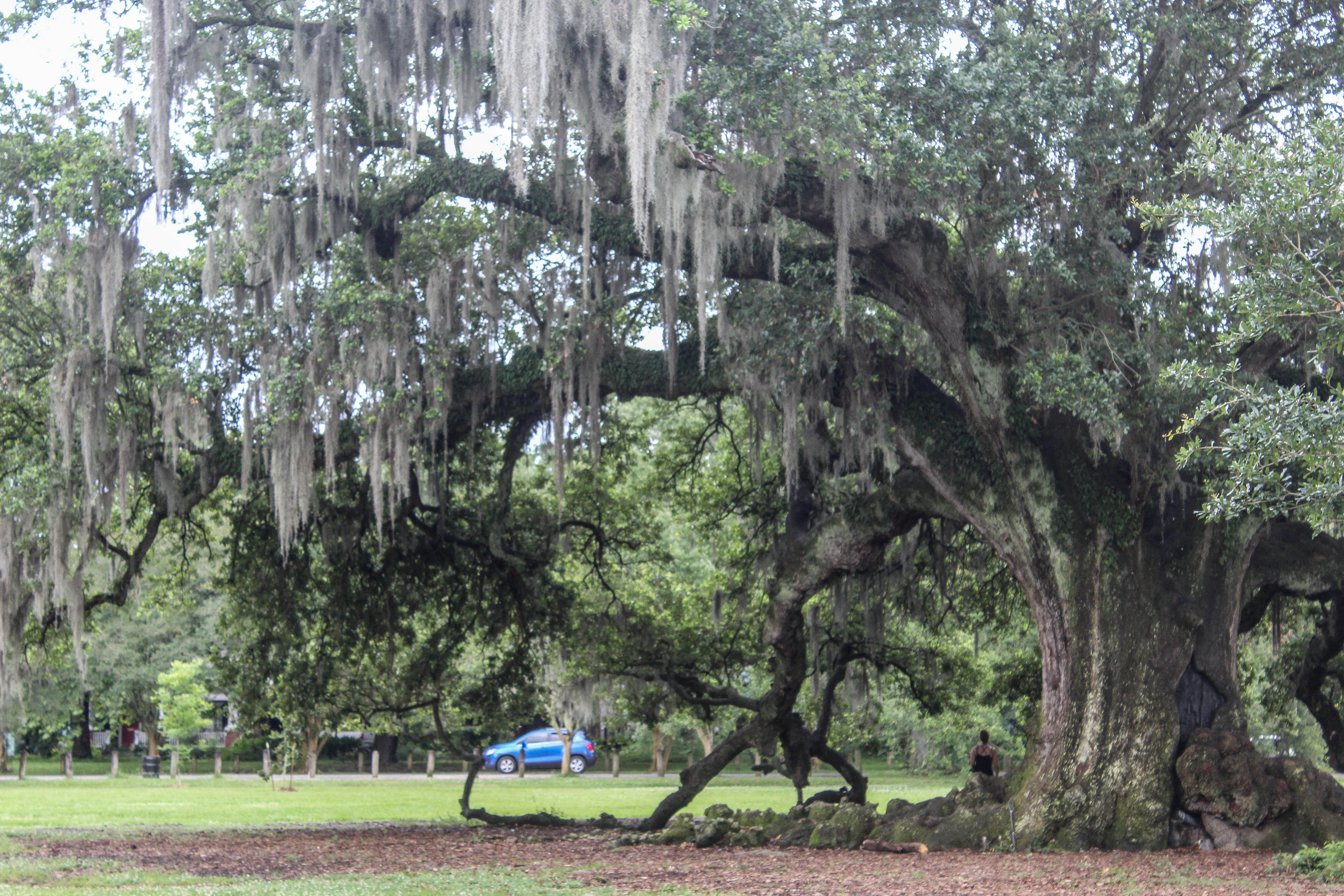 Photograph the Tree of Life In Audubon Park