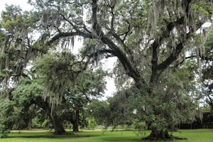 Photograph the Tree of Life In Audubon Park