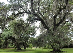 Photograph the Tree of Life In Audubon Park