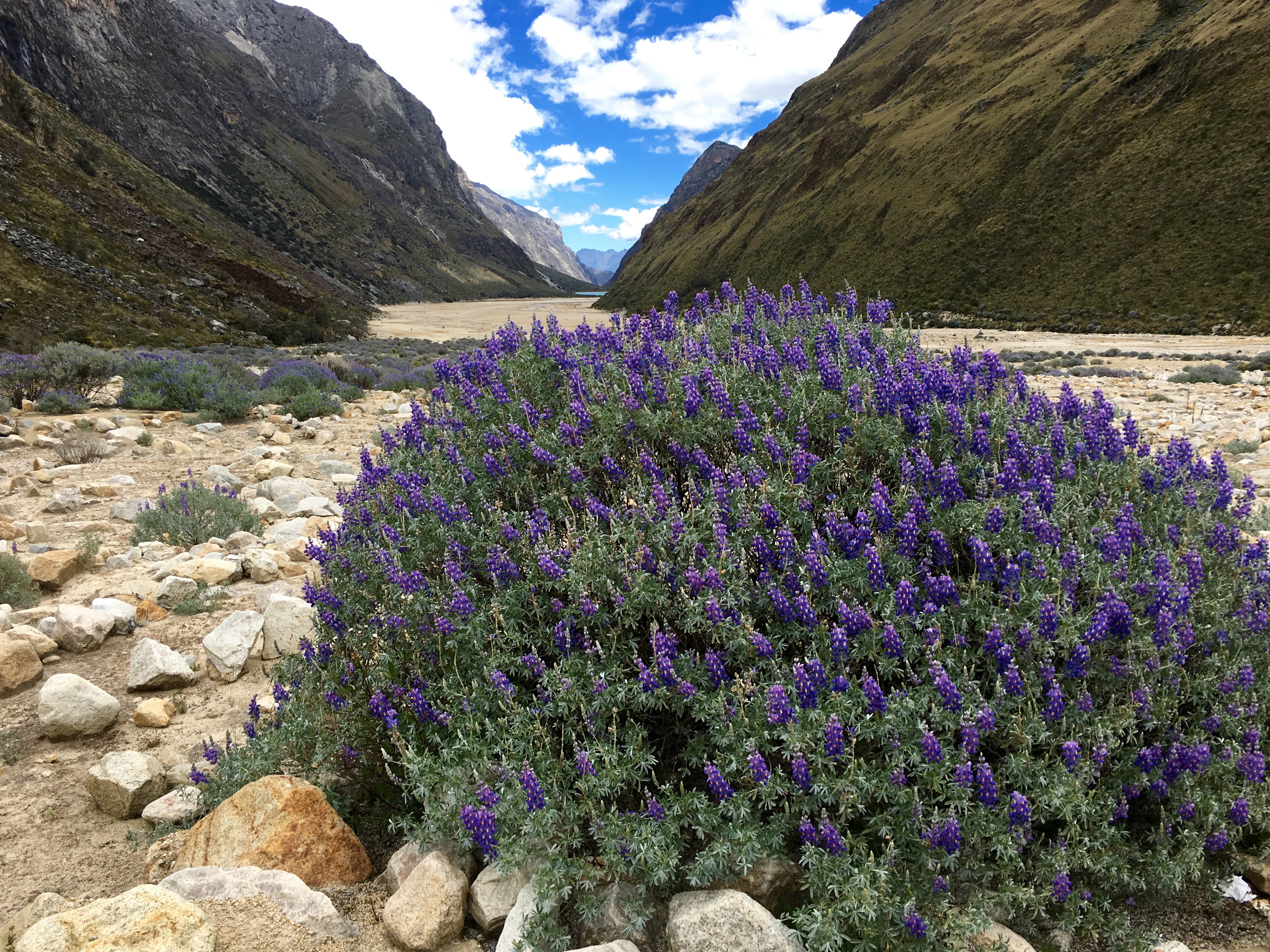Backpack the Santa Cruz Valley: Vaqueria to Cashapampa