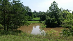 Hike Loblolly Loop Trail to Chocolate Bayou