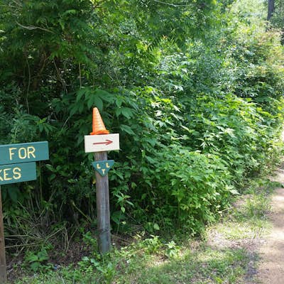Hike Loblolly Loop Trail to Chocolate Bayou