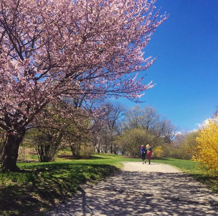 Run the Arnold Arboretum Trail