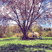 Run the Arnold Arboretum Trail